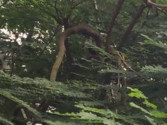 -新加坡飞禽公园