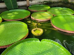 -国家植物园南园