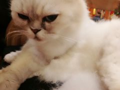 -more than meow吴止猫主题餐厅(承德 中船汇店)