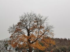 -东湖落雁景区