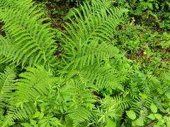 -青峰峡国家森林公园