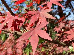 -杭州半山国家森林公园