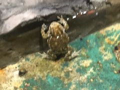 -上海大自然野生昆虫馆(东方明珠·爬宠昆虫探索中心)