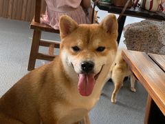 -柴源莊·柴小宠柴犬咖啡