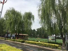 -白洋淀景区