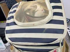 -爱侣宠医·鹦鹉专科·小型哺乳类·异宠专科(灵石路店)