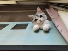 -欣宠猫屋·矮脚拿破仑·蓝金金渐层