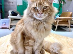 -藏猫猫咖啡主题馆(中央大道店)