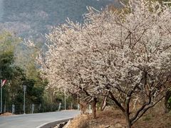 -广州市流溪河国家森林公园