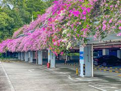-深圳仙湖植物园