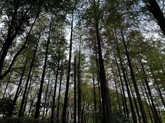 -上海山野camping·户外天幕烧烤·团建拓展营地
