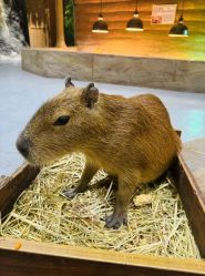 -Zoolung Zoolung动物主题公园(海信广场店)