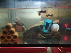 -灵龟之家百象馆(百象馆联合旗舰店)