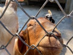 -荆州中山公园动物园