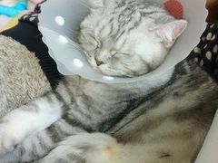 -纳吉亚猫专科动物医院博雅分院
