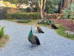 -J Create城市露营咖啡·简餐·宠物(上海动物园店)