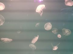 -福州罗源湾海洋世界旅游区