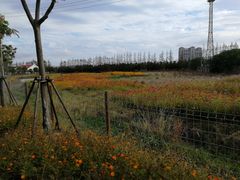 -上海长兴岛郊野公园