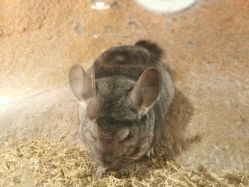 -酷嗒动物文化乐园(cutezoo西溪乐天城店)