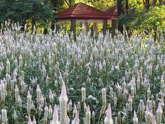 -黑龙江省森林植物园
