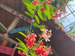-呀路古热带植物园