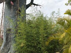 -天适樱花悠乐园