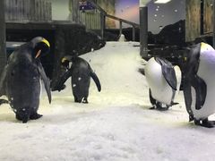 -悉尼海洋生物水族馆