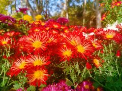 -上海共青森林公园