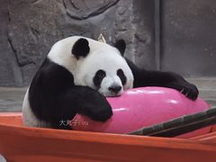 -栾川竹海野生动物园