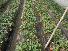 -胜丰草莓采摘园