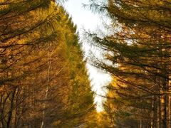 -五营红松林海景区