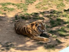 -西霞口神雕山野生动物世界