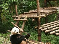 -成都大熊猫繁育研究基地-熊猫厨房