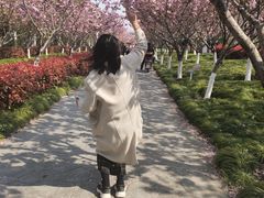 -高东镇樱花园