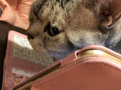 -猫友咖啡店(玉林西路店)