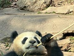 -都江堰中华大熊猫苑