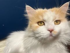 -平行世界·猫咖(首经贸店)