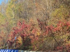 -庆岭迎宾园正宗活鱼馆