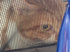 -瑞派福兴宠物医院犬猫全科·骨科·中西医结合(河东店)