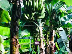 -呀路古热带植物园