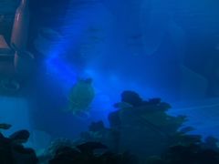 -海棠湾洲际-涛·海底餐厅·美人鱼·自助餐·海底隧道