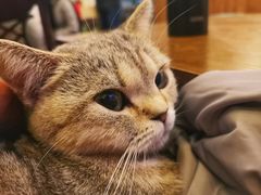 -猫色咖啡·猫咖