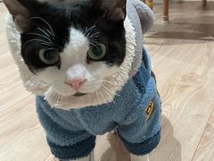 -十年猫舍·猫咪专门店(普陀店)
