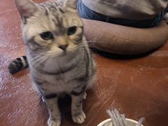 -猫猫幼稚园·撸猫·桌游·电玩