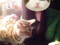 -猫小院猫主题咖啡厅(北锣店)