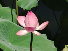 -荔湾湖公园