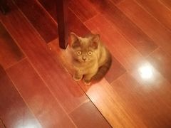 -关爱宠物医院·猫科中心·消化科(滨湖万达分院)
