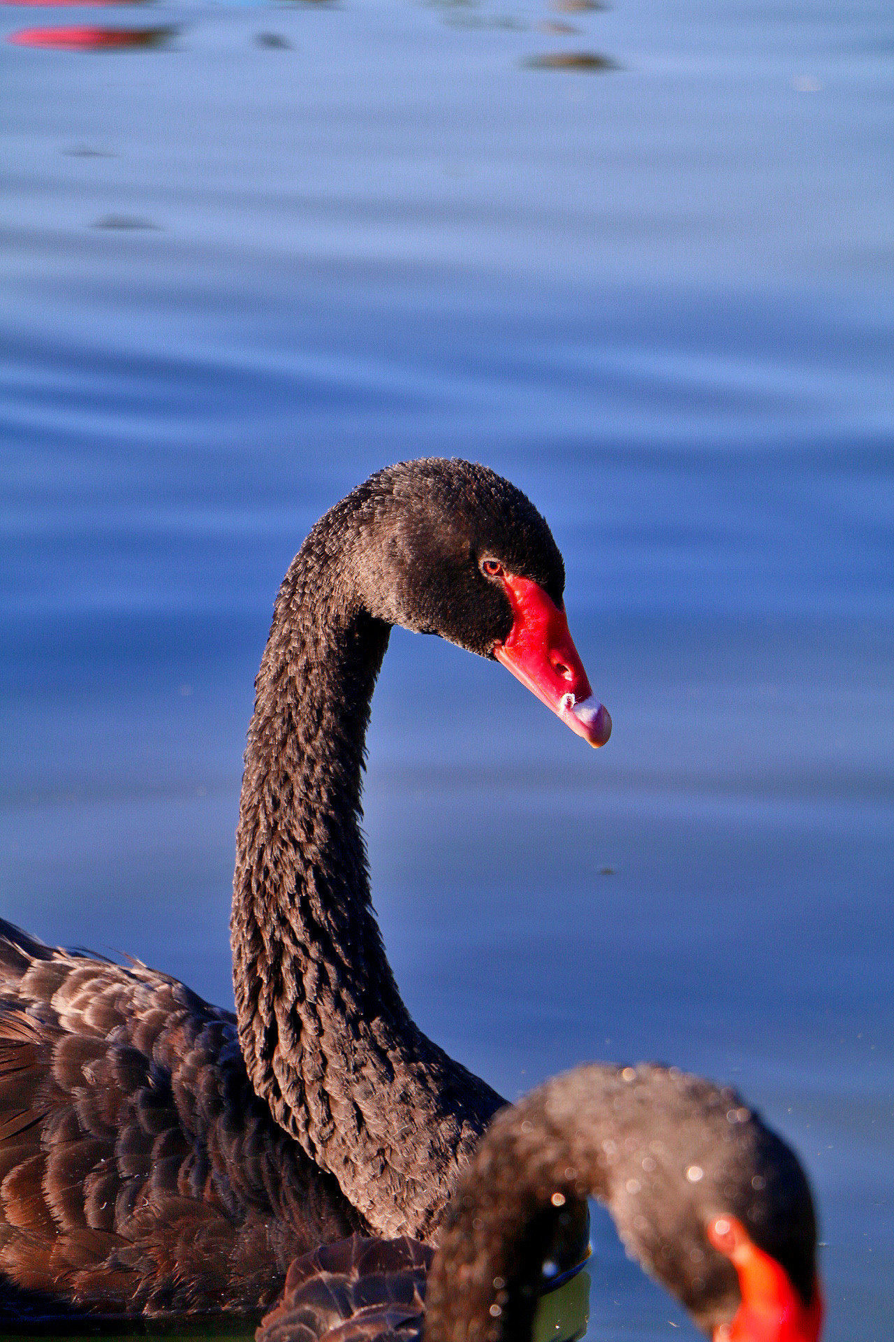冬日里的出水芙蓉,优雅的黑天鹅