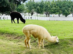 -光明农场大观园