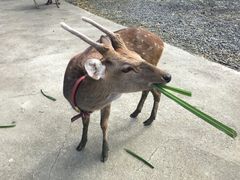 -鹿境梅花鹿生态园区